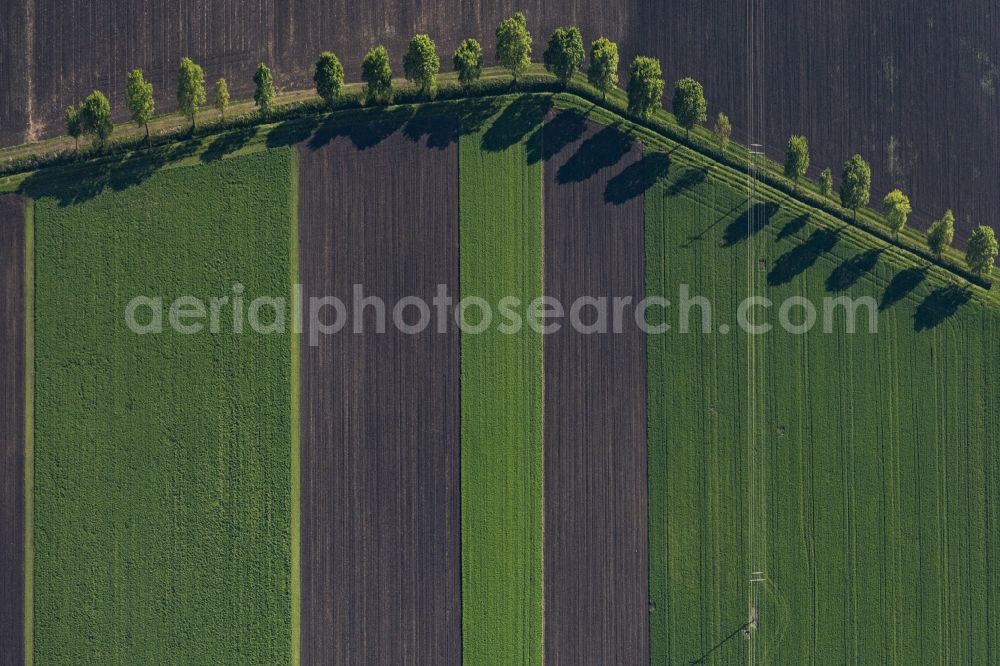 Nördlingen from the bird's eye view: Tree with shadow forming by light irradiation on a field in Noerdlingen in the state Bavaria, Germany
