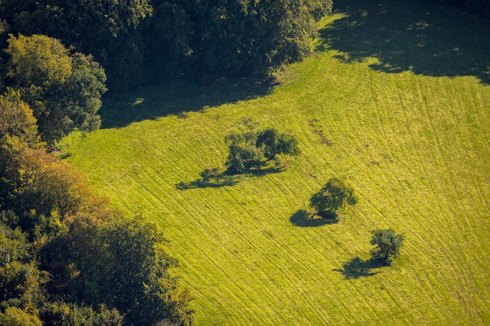 Aerial photograph Volkringhausen - Tree with shadow forming by light irradiation on a field in Volkringhausen at Sauerland in the state North Rhine-Westphalia, Germany