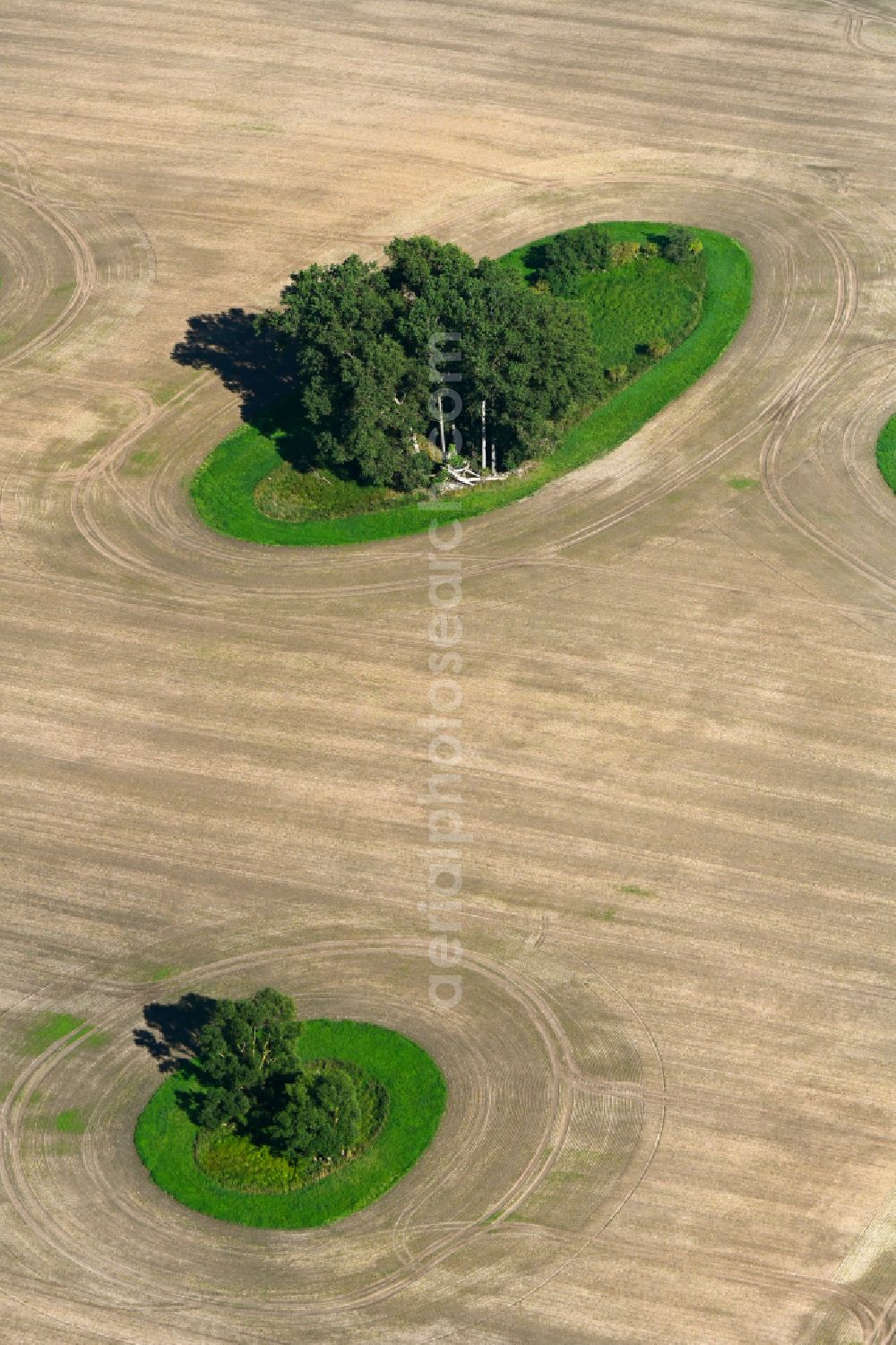Aerial image Tützpatz - Island of trees in a field in Tuetzpatz in the state Mecklenburg - Western Pomerania, Germany