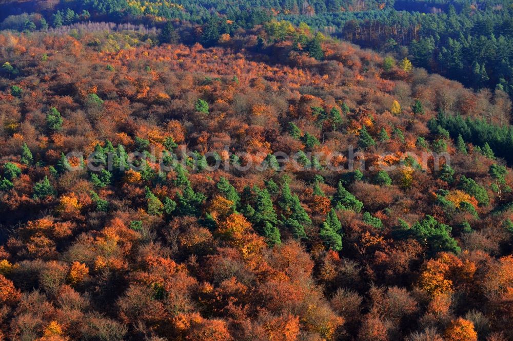 Godendorf from the bird's eye view: Brightly colored autumn trees landscape in Godendorf in Mecklenburg - Western Pomerania