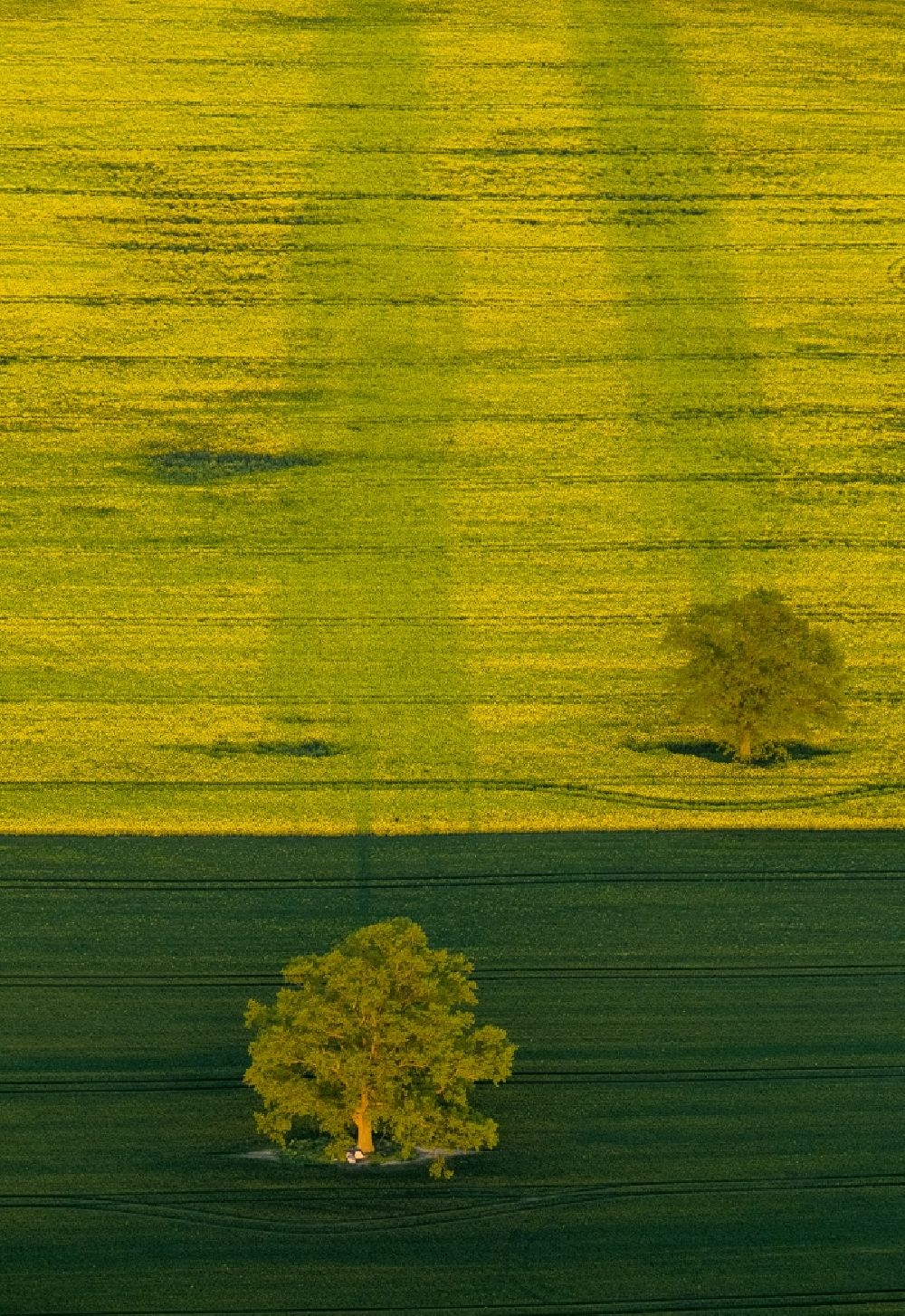Aerial photograph Röbel/Müritz - Tree landscape with Robel / Mueritz in Mecklenburg-Western Pomerania