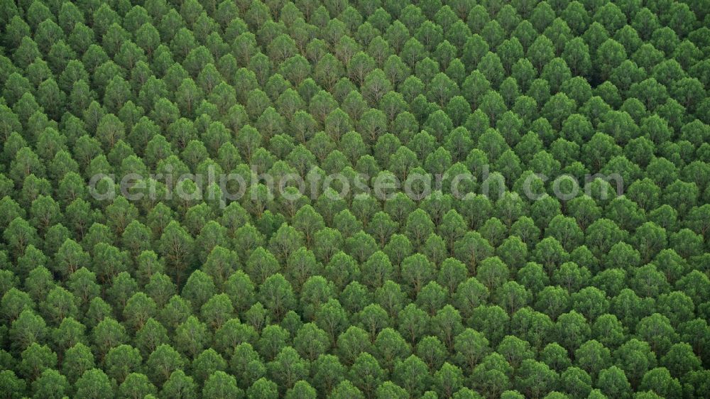 Rilly-sur-Loire from the bird's eye view: Row of trees on fields of in Rilly-sur-Loire in Centre-Val de Loire, France