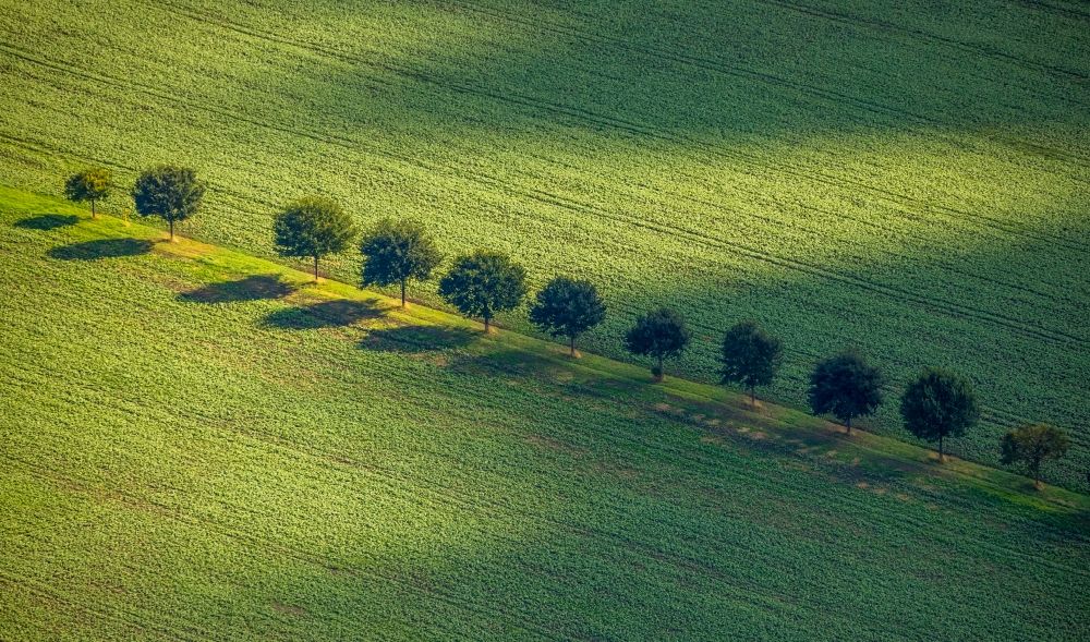 Asselburg from the bird's eye view: Row of trees in a field edge in Asselburg in the state North Rhine-Westphalia, Germany