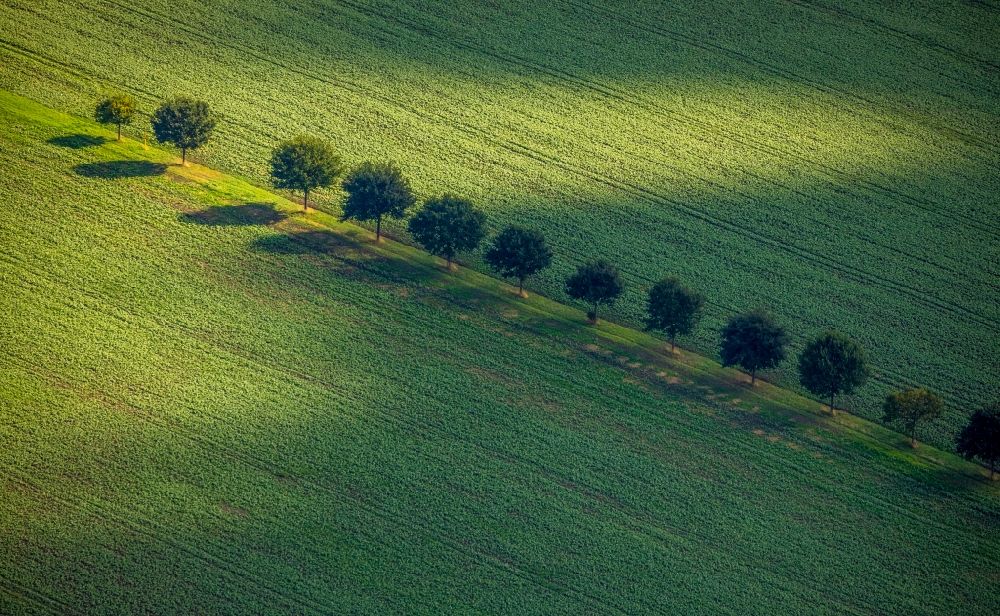 Aerial image Asselburg - Row of trees in a field edge in Asselburg in the state North Rhine-Westphalia, Germany