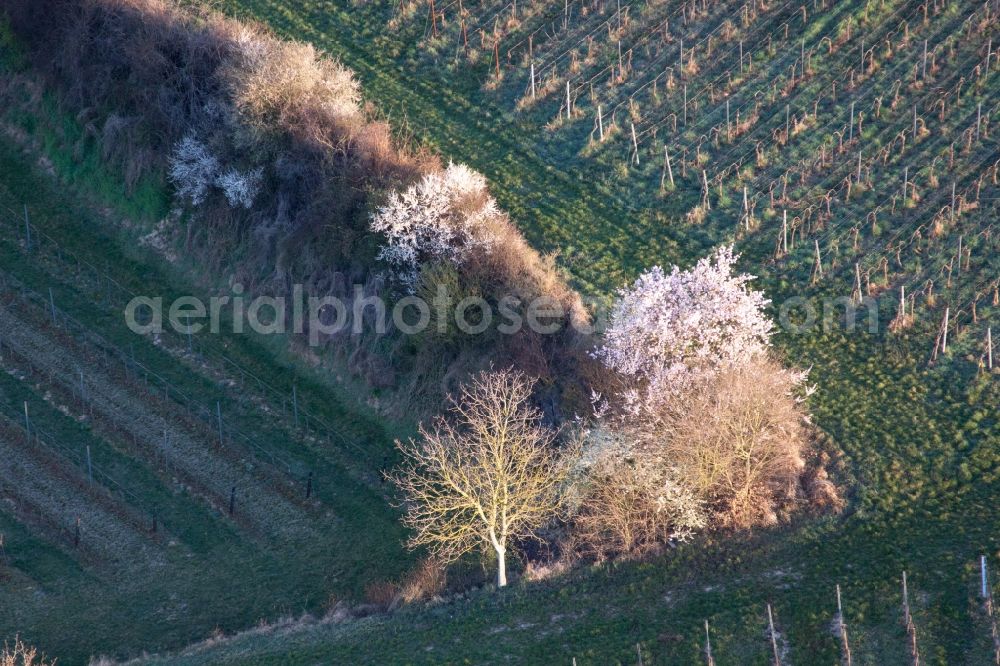 Aerial photograph Billigheim-Ingenheim - Row of trees in a field edge in Billigheim-Ingenheim in the state Rhineland-Palatinate