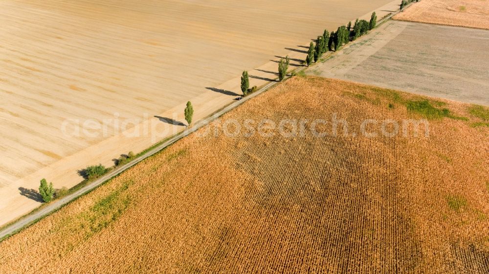 Aerial photograph Grimma - Row of trees in a field edge in Grimma in the state Saxony, Germany