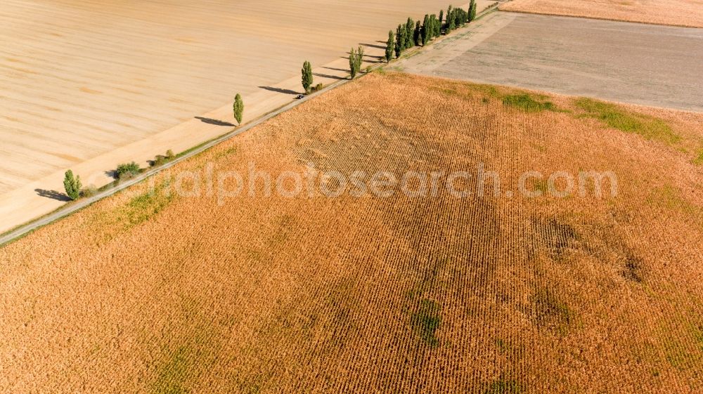 Grimma from above - Row of trees in a field edge in Grimma in the state Saxony, Germany
