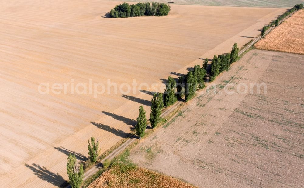 Grimma from the bird's eye view: Row of trees in a field edge in Grimma in the state Saxony, Germany