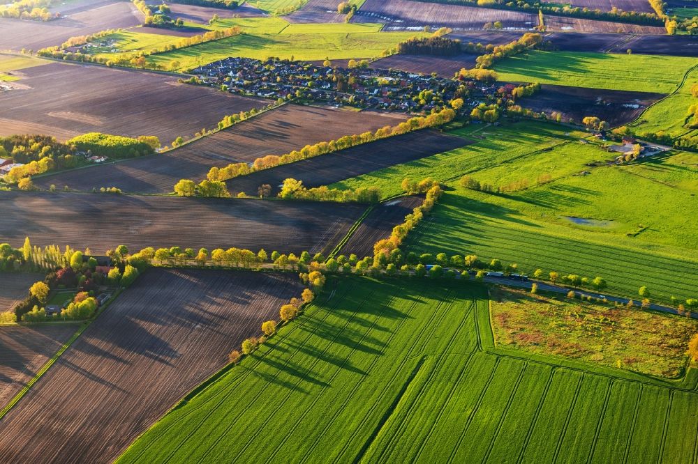 Aerial image Hammah - Row of trees in a field edge in Hammah in the state Lower Saxony, Germany