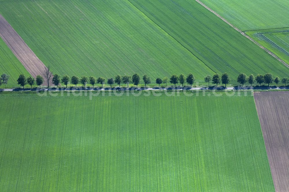 Hillesheim from the bird's eye view: Row of trees in a field edge in Hillesheim in the state Rhineland-Palatinate, Germany