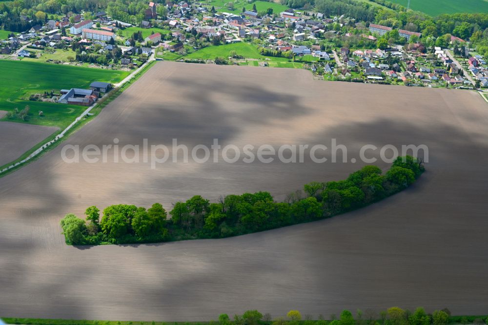 Iden from the bird's eye view: Row of trees in a field edge in Iden in the state Saxony-Anhalt, Germany