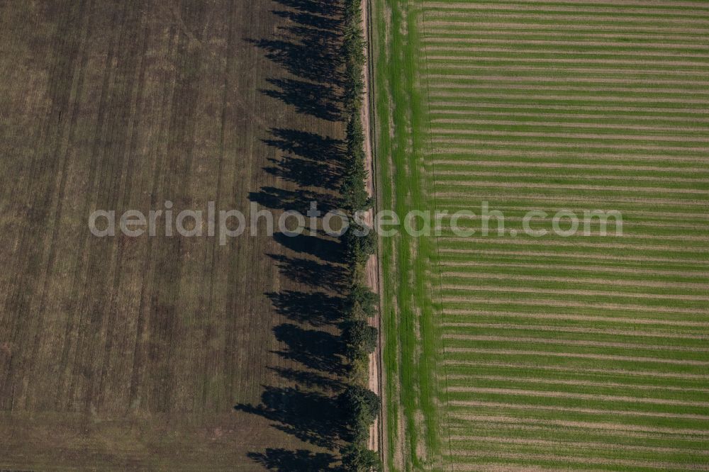 Aerial photograph Luhme - Row of trees in a field edge on street Sonnenweg in Luhme in the state Brandenburg, Germany