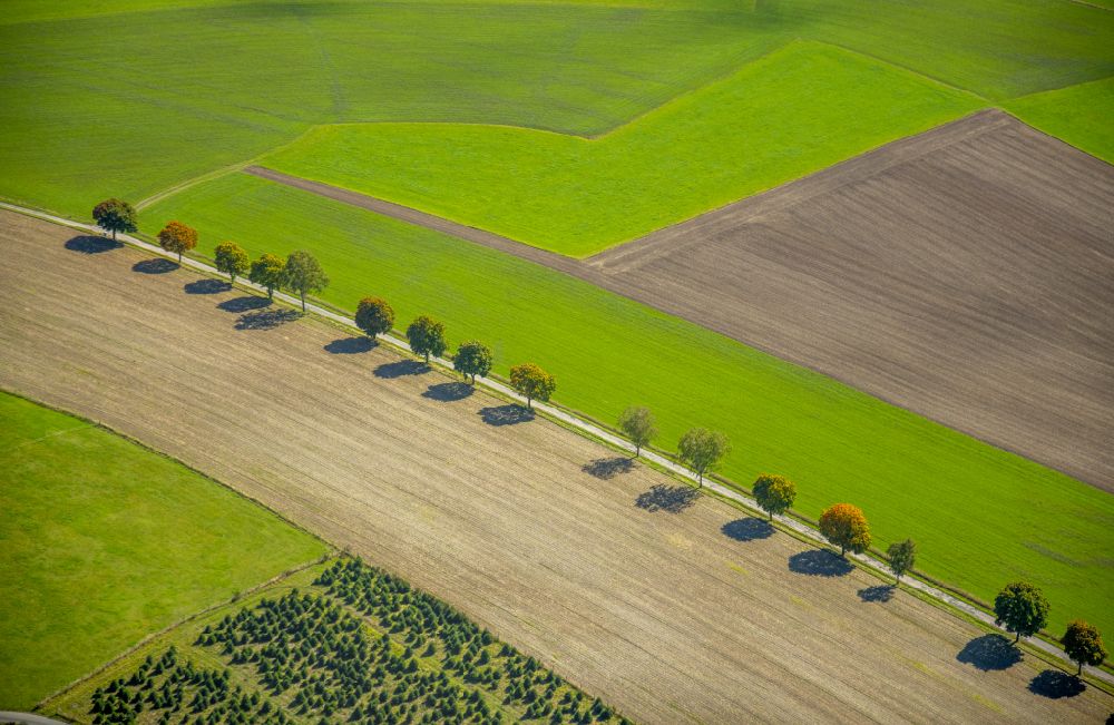 Obringhausen from the bird's eye view: Row of trees in a field edge in Obringhausen in the state North Rhine-Westphalia, Germany