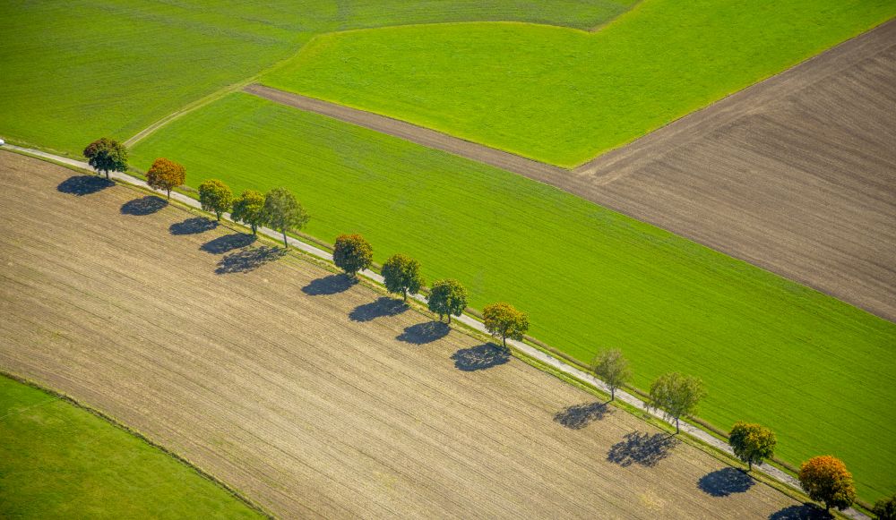 Aerial image Obringhausen - Row of trees in a field edge in Obringhausen in the state North Rhine-Westphalia, Germany