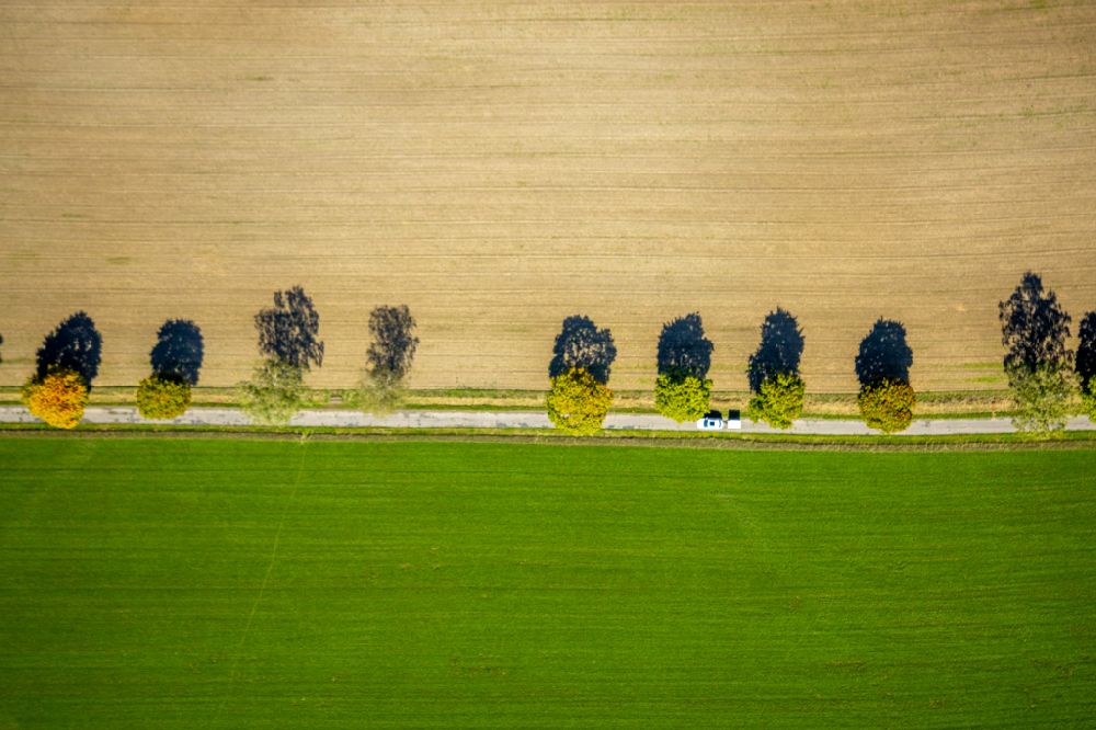 Obringhausen from above - Row of trees in a field edge in Obringhausen in the state North Rhine-Westphalia, Germany