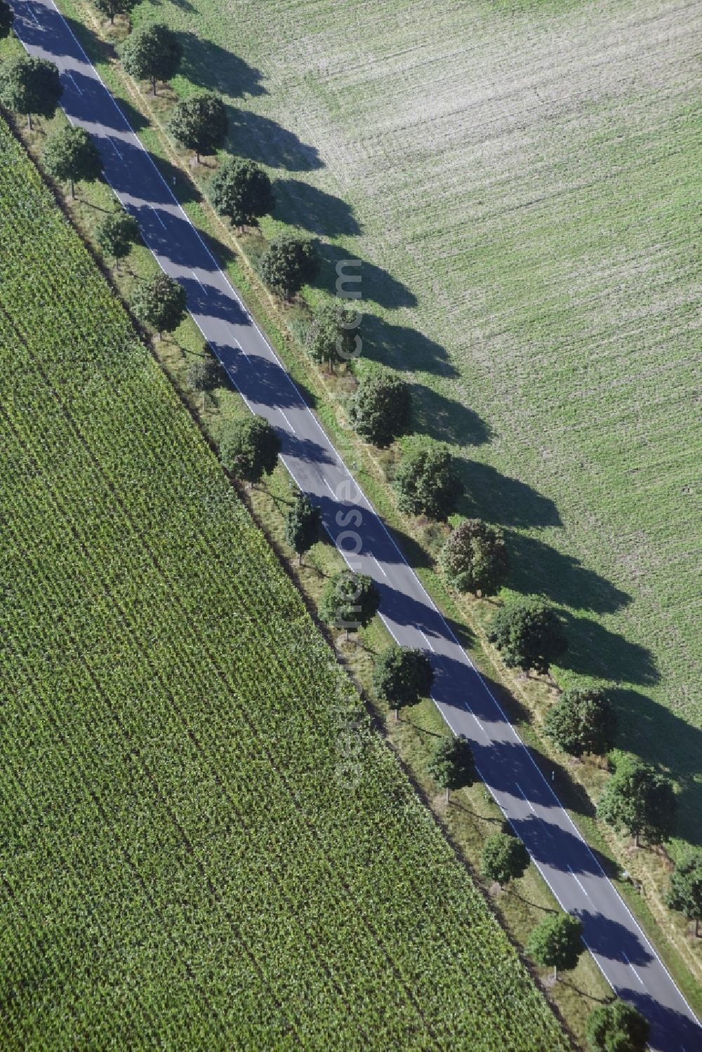 Aerial photograph Paterdamm - Row of trees and digging in a field edge in Paterdamm in the state Brandenburg
