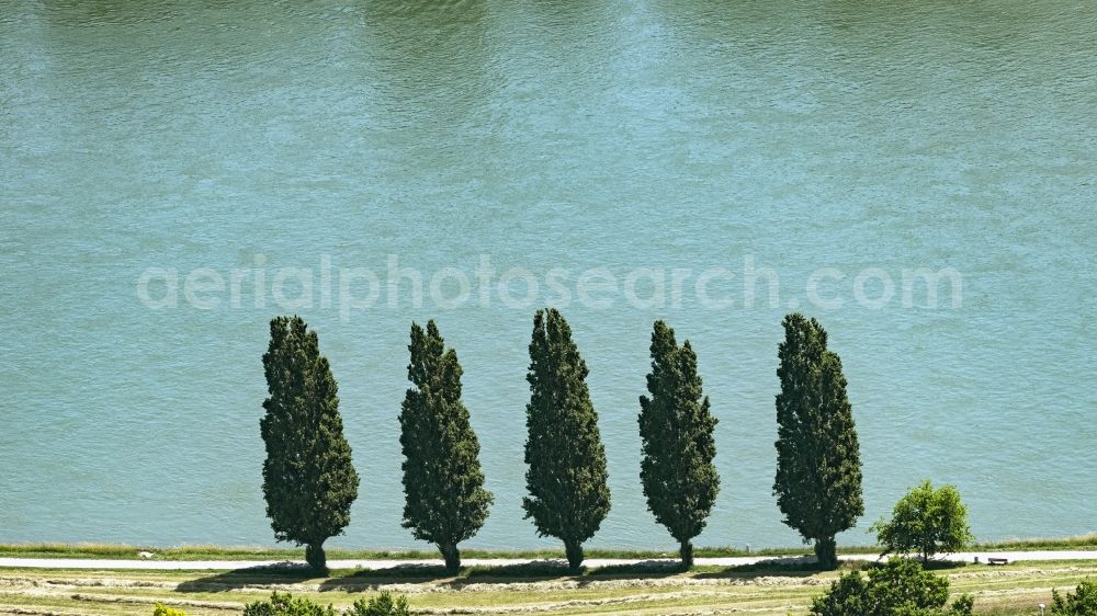 Aerial photograph Speyer - Row of trees in a field edge in Speyer in the state Rhineland-Palatinate, Germany