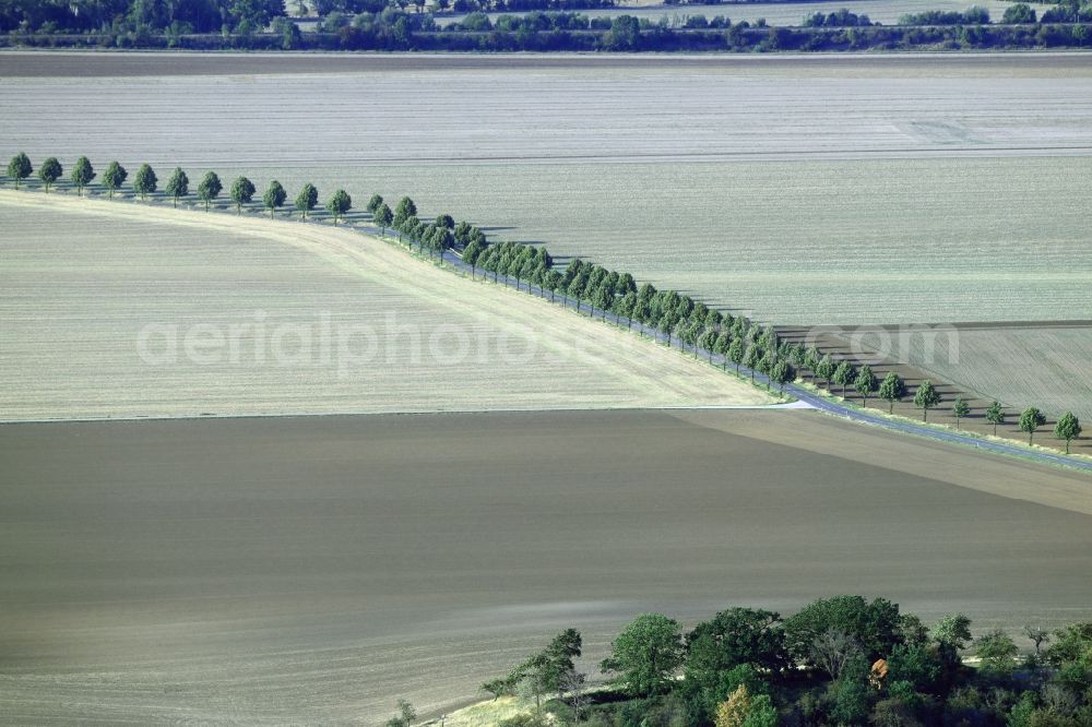 Aerial photograph Schachdorf Ströbeck - Row of trees in a field edge in Schachdorf Stroebeck in the state Saxony-Anhalt, Germany