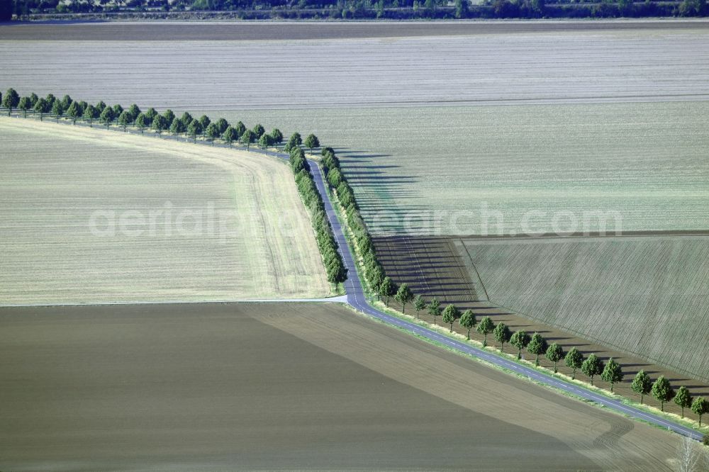 Schachdorf Ströbeck from the bird's eye view: Row of trees in a field edge in Schachdorf Stroebeck in the state Saxony-Anhalt, Germany