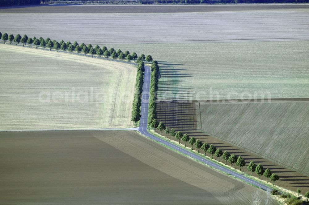 Aerial image Schachdorf Ströbeck - Row of trees in a field edge in Schachdorf Stroebeck in the state Saxony-Anhalt, Germany