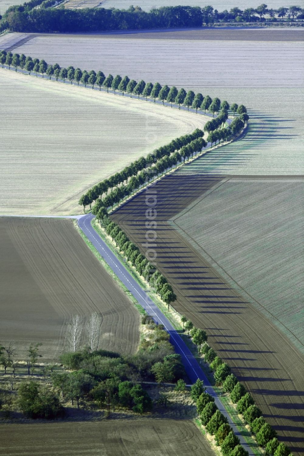 Aerial photograph Schachdorf Ströbeck - Row of trees in a field edge in Schachdorf Stroebeck in the state Saxony-Anhalt, Germany