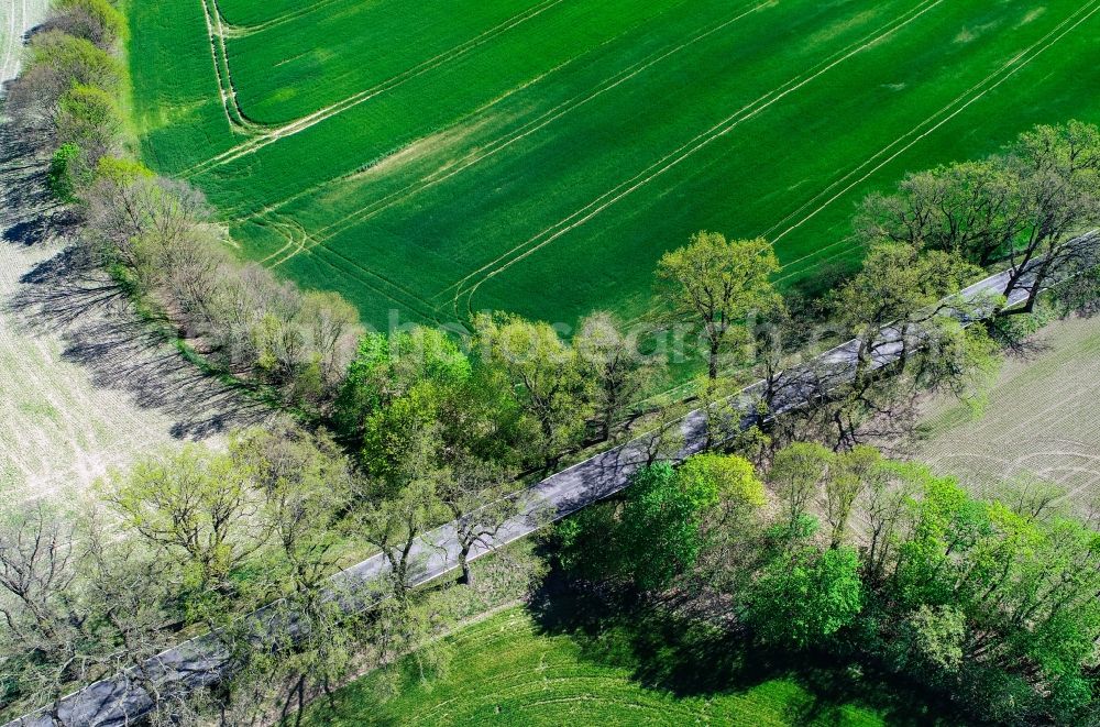 Aerial photograph Sieversdorf - Row of trees in a field edge in Sieversdorf in the state Brandenburg, Germany