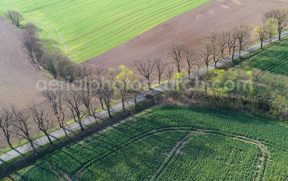 Aerial image Sieversdorf - Row of trees in a field edge in Sieversdorf in the state Brandenburg, Germany