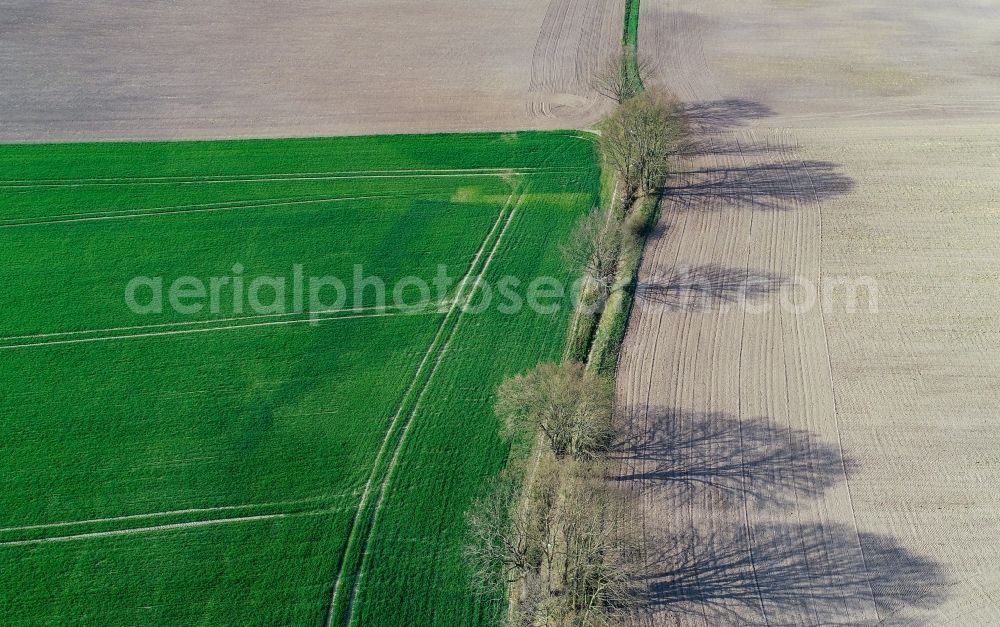 Sieversdorf from above - Row of trees in a field edge in Sieversdorf in the state Brandenburg, Germany