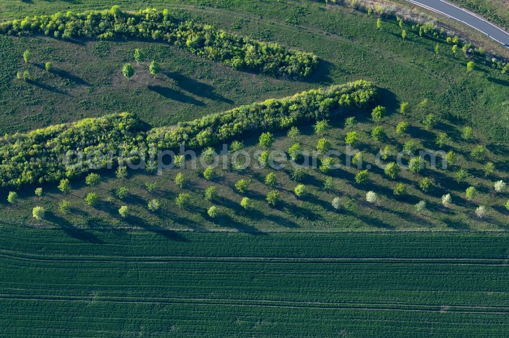 Aerial image Erfurt - Row of young deciduous trees on a field edge in the district Gispersleben in Erfurt in the state Thuringia, Germany