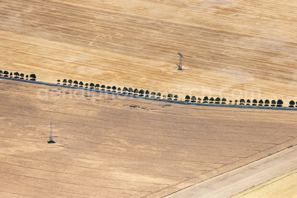 Aerial image Bautzen - Row of trees on a country road on a field edge in Bautzen in the state Saxony, Germany