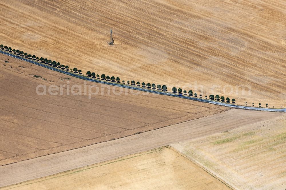 Aerial photograph Bautzen - Row of trees on a country road on a field edge in Bautzen in the state Saxony, Germany