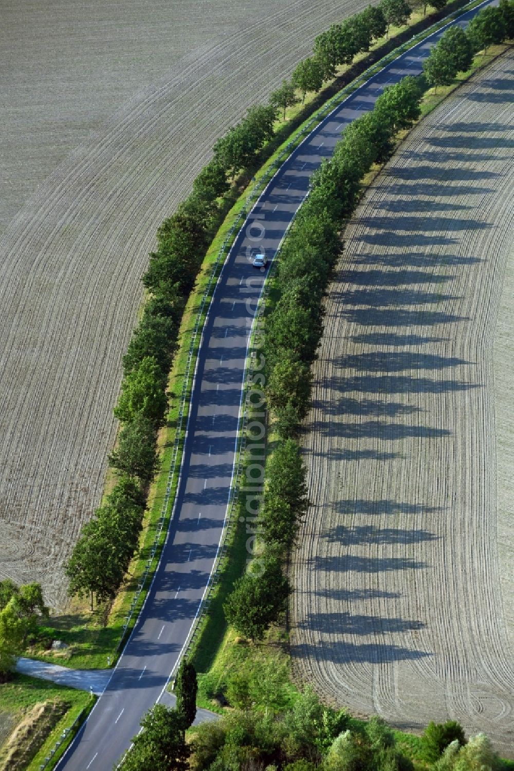 Flechtingen from the bird's eye view: Row of trees on a country road on a field edge in Flechtingen in the state Saxony-Anhalt, Germany