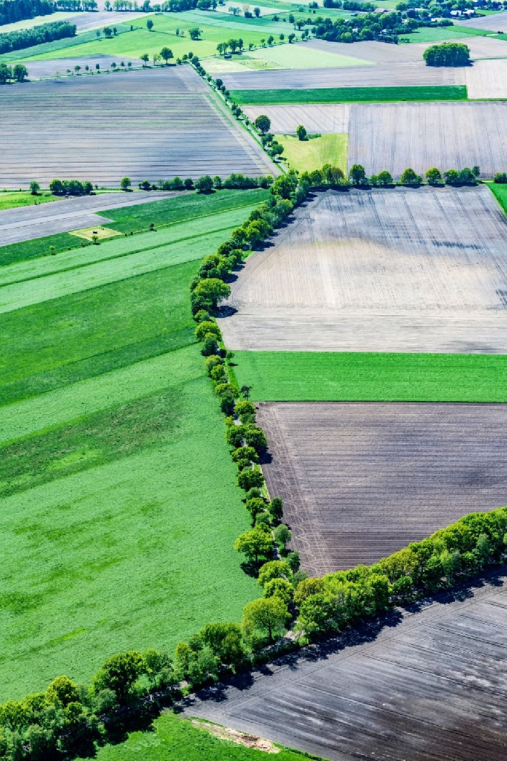 Aerial photograph Hammah - Row of trees on a country road on a field edge in Hammah in the state Lower Saxony, Germany