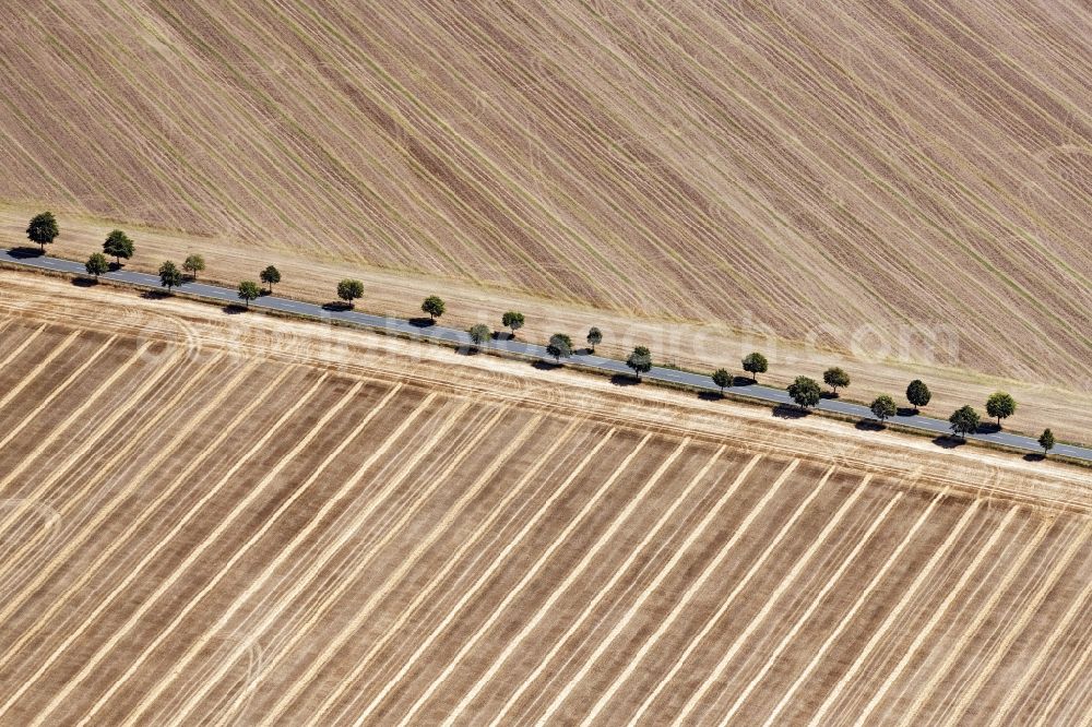Landsberg from the bird's eye view: Row of trees on a country road on a field edge in Landsberg in the state Saxony-Anhalt, Germany