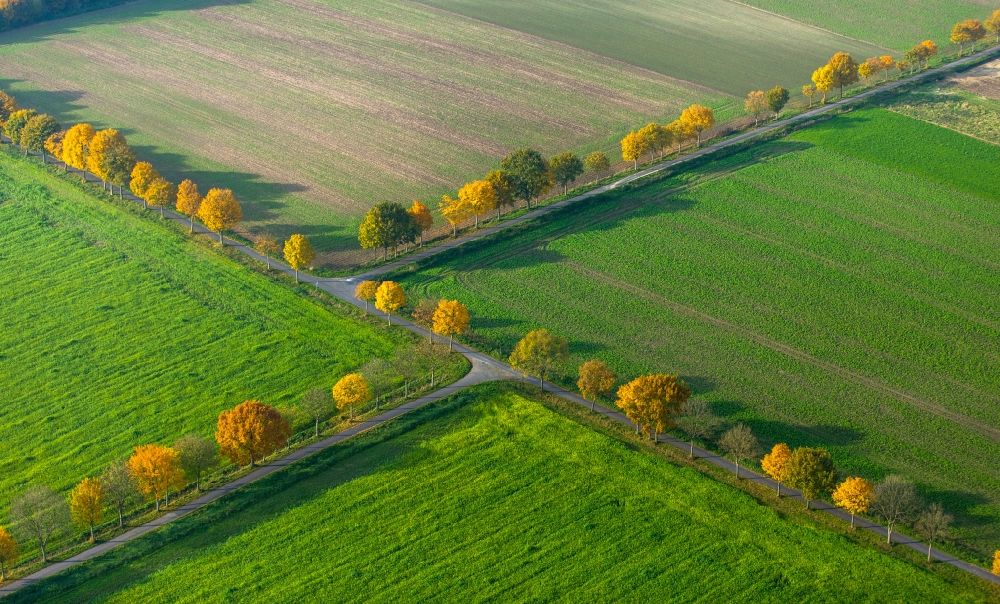 Aerial image Nottuln - Row of trees on a country road on a field edge in Nottuln in the state North Rhine-Westphalia
