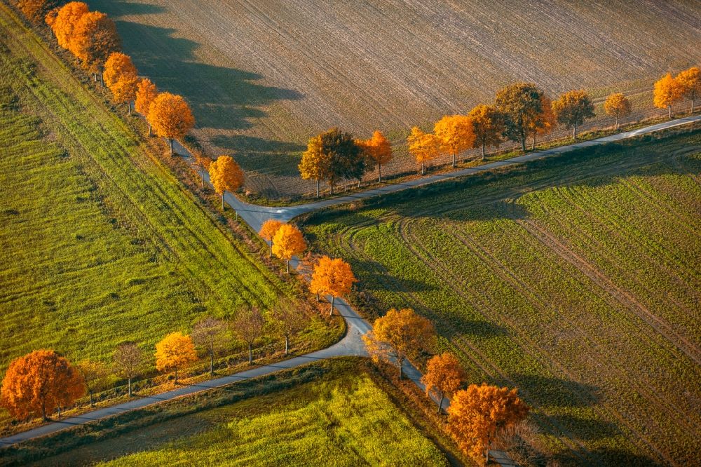 Aerial photograph Nottuln - Row of trees on a country road on a field edge in Nottuln in the state North Rhine-Westphalia