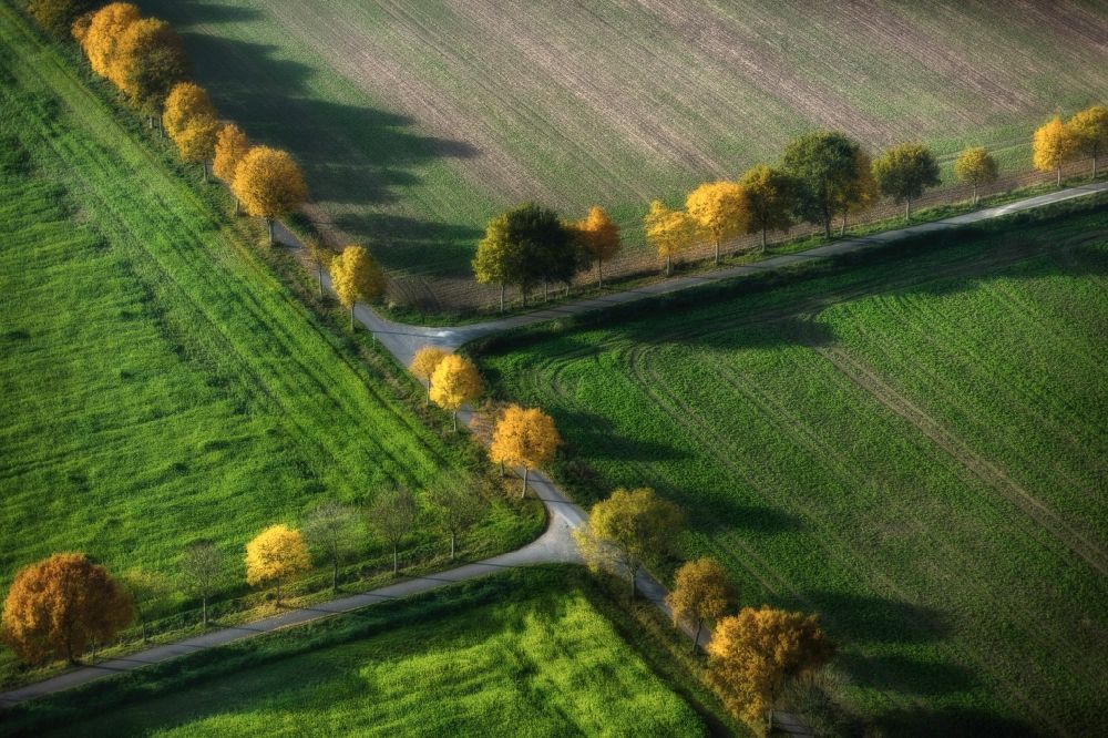 Nottuln from above - Row of trees on a country road on a field edge in Nottuln in the state North Rhine-Westphalia