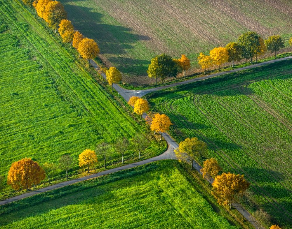 Nottuln from the bird's eye view: Row of trees on a country road on a field edge in Nottuln in the state North Rhine-Westphalia