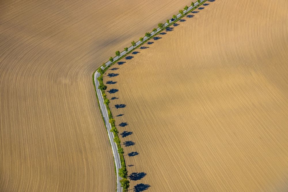 Aerial photograph Kamen - Row of trees on a country road on a field edge in the district Heeren-Werve in Kamen in the state North Rhine-Westphalia, Germany