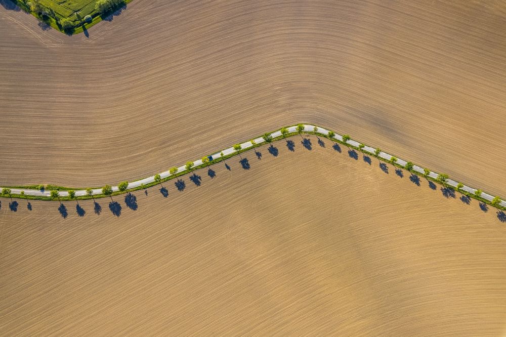 Kamen from above - Row of trees on a country road on a field edge in the district Heeren-Werve in Kamen in the state North Rhine-Westphalia, Germany