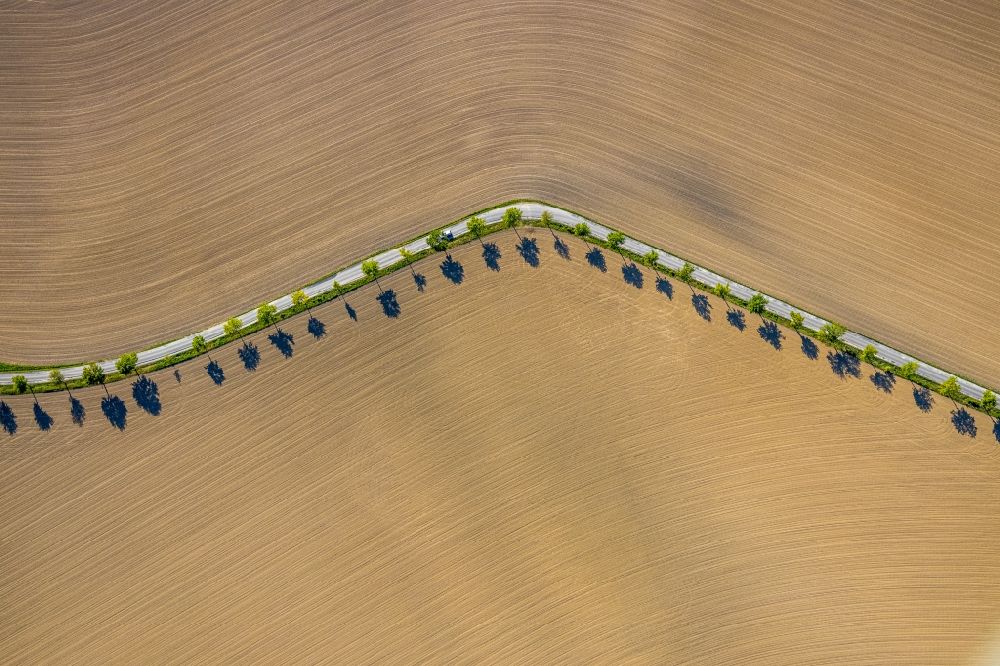 Kamen from the bird's eye view: Row of trees on a country road on a field edge in the district Heeren-Werve in Kamen in the state North Rhine-Westphalia, Germany