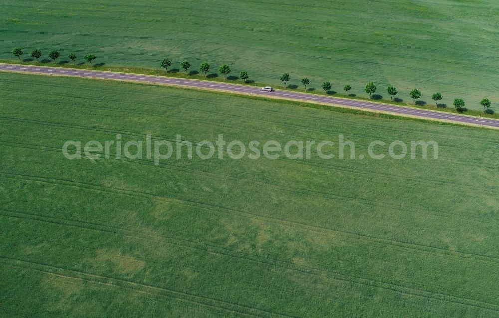 Petersdorf from above - Row of trees on a country road on a field edge in Petersdorf in the state Brandenburg, Germany
