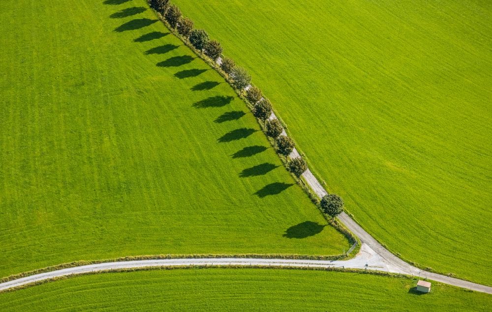 Rüggeberg from the bird's eye view: Row of trees on a country road on a field edge in Rueggeberg in the state North Rhine-Westphalia, Germany