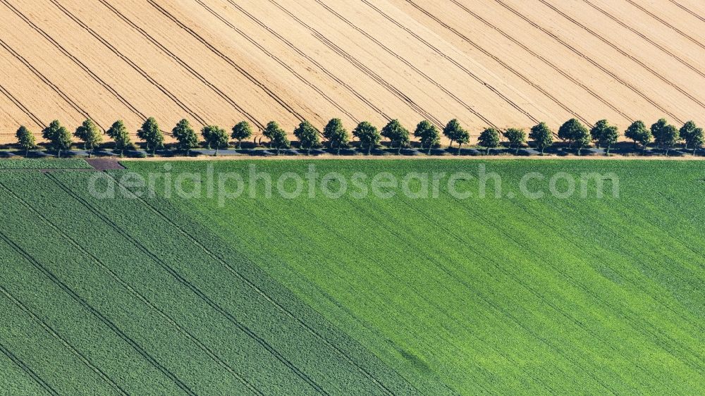 Schellerten from above - Row of trees on a country road on a field edge in Schellerten in the state Lower Saxony, Germany