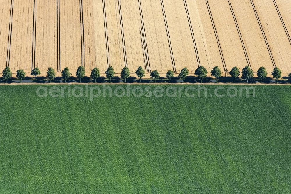 Schellerten from the bird's eye view: Row of trees on a country road on a field edge in Schellerten in the state Lower Saxony, Germany