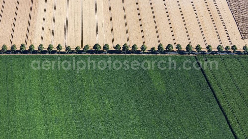 Aerial image Schellerten - Row of trees on a country road on a field edge in Schellerten in the state Lower Saxony, Germany