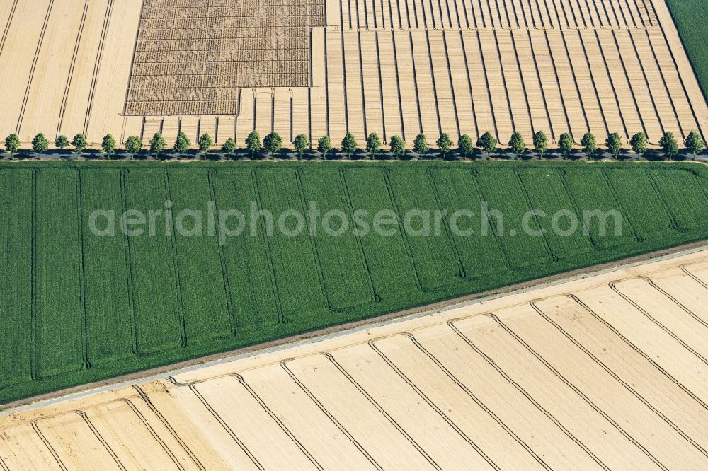 Aerial photograph Schellerten - Row of trees on a country road on a field edge in Schellerten in the state Lower Saxony, Germany