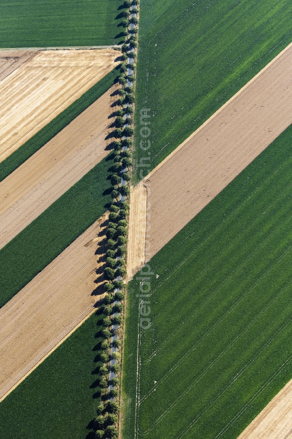 Schellerten from above - Row of trees on a country road on a field edge in Schellerten in the state Lower Saxony, Germany