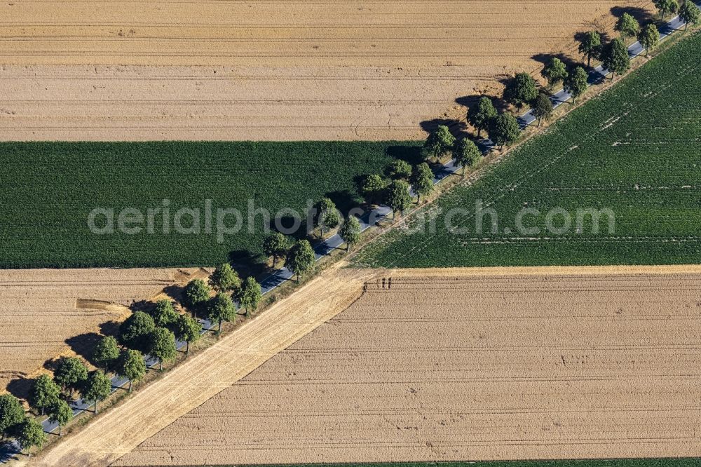 Aerial image Schellerten - Row of trees on a country road on a field edge in Schellerten in the state Lower Saxony, Germany