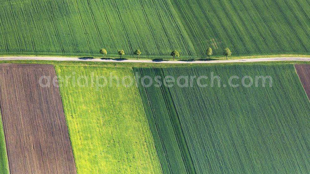 Aerial photograph Wechingen - Row of trees on a country road on a field edge in Wechingen in the state Bavaria, Germany